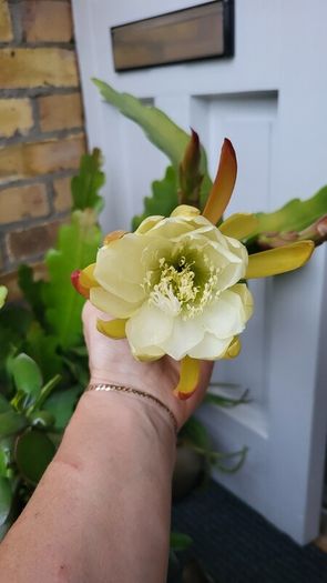 Epiphyllum Cacti. Beautiful rare cactus.