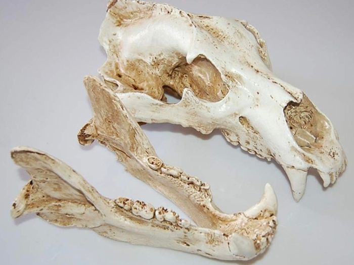 1/1 resin copy of a polar bear skull.