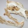 1/1 resin copy of a polar bear skull. Image 3