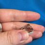 Claddagh ring Image 5