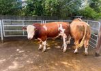 Simmental bull