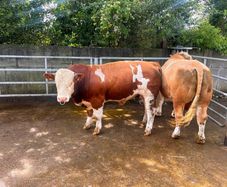 Simmental bull