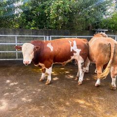Simmental bull