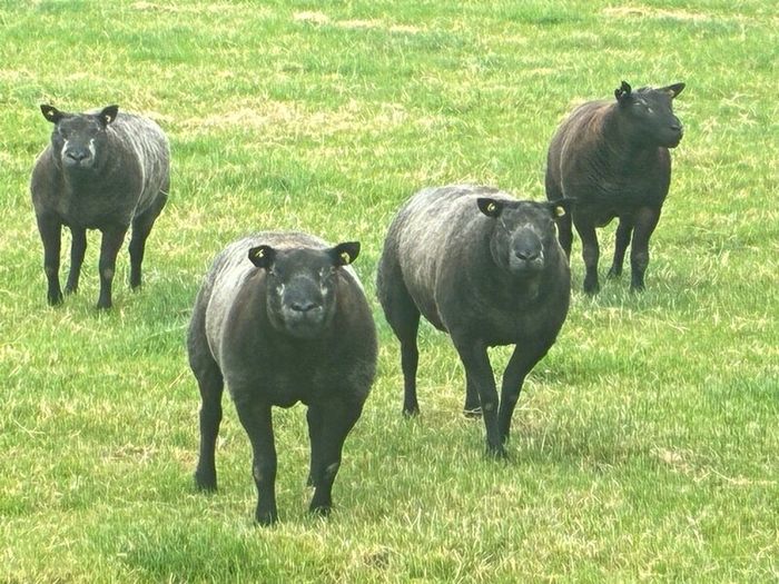 Blue TEXEL pedigree sheep