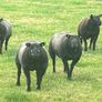 Blue TEXEL pedigree sheep Image 6
