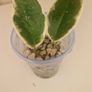 hoya Image 2