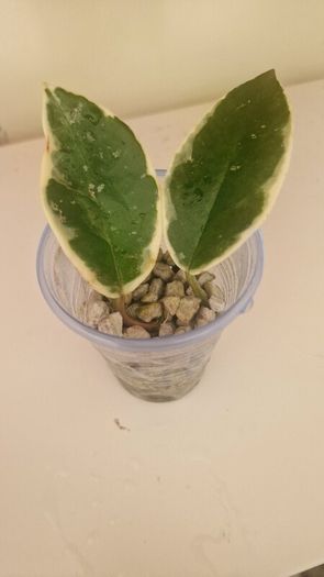 hoya