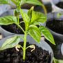 pepper plants Image 3