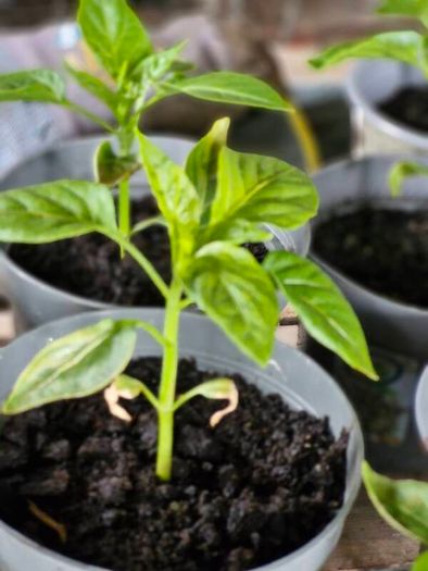 pepper plants