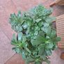 Aeonium Canariense succulent Image 2