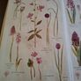 The pocket guide to wild flowers 1956 Image 2