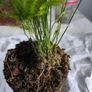 Home indoor plants Image 2