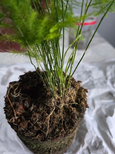 Home indoor plants