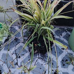 Free Big spider plant