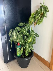 Huge Plant