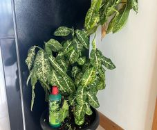 Huge Plant