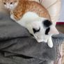2 Kittens Image 5