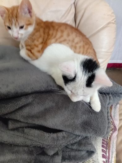 2 Kittens