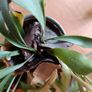 Free staghorn fern Image 3