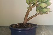 Bonsai Easy care Indoor #4
