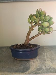 Bonsai Easy care Indoor #4