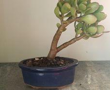 Bonsai Easy care Indoor #4