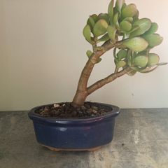 Bonsai Easy care Indoor #4