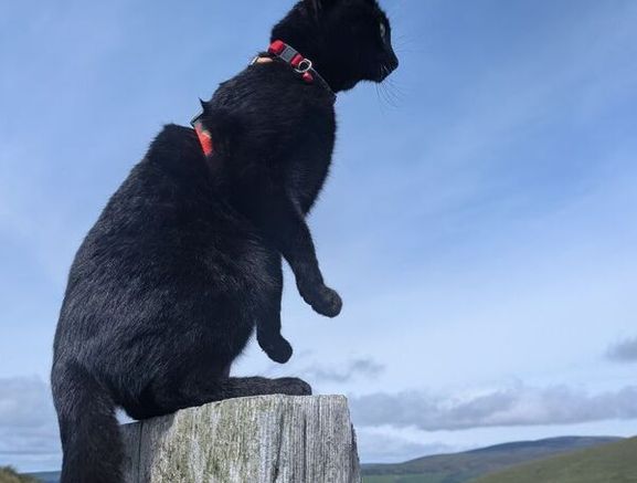 Pet/house sitting and pet walking