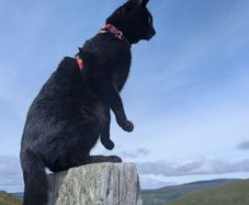 Pet/house sitting and pet walking