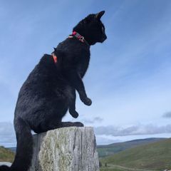 Pet/house sitting and pet walking