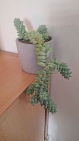 Sedum morganianum