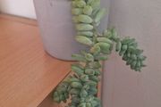 Sedum morganianum