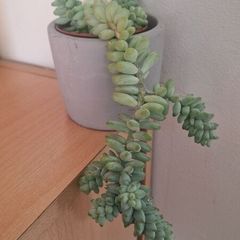 Sedum morganianum