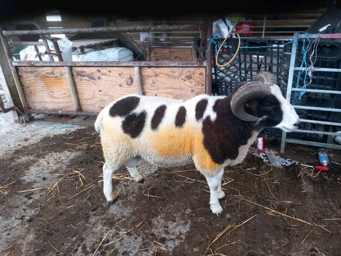 Jacob hogget rams