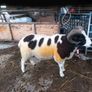 Jacob hogget rams Image 3