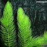 Aquarium plants Image 7