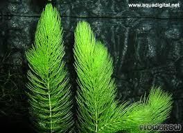 Aquarium plants