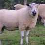Brockie rams Image 8