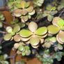Jade plant, Money plant for good luck, at least 40 years old Image 2