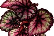 Begonia