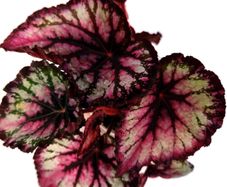 Begonia