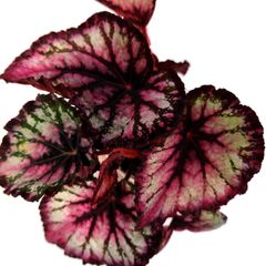 Begonia