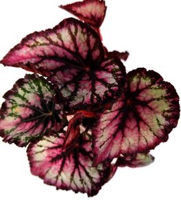 Begonia