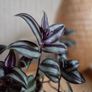 Trandescantia zebrina plant Image 3
