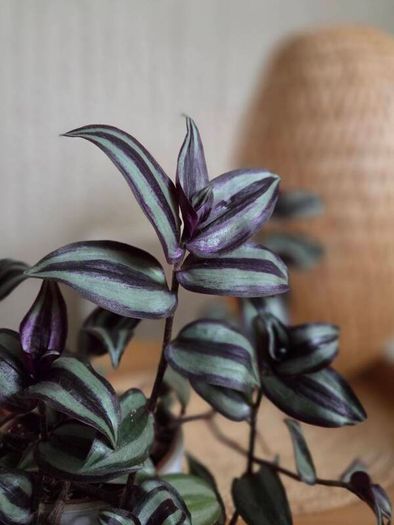 Trandescantia zebrina plant