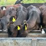 22 Angus Heifers Image 9
