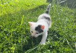 kitten