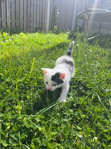 kitten