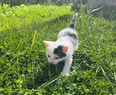 kitten