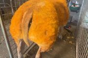 2 serious show ram lambs